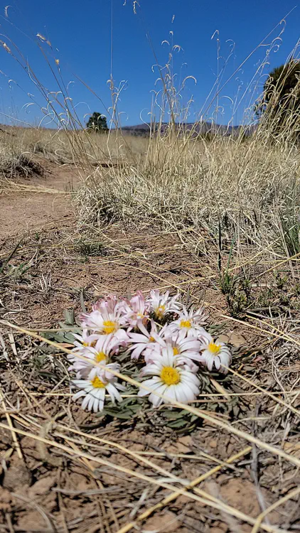 Flowers are kind of rare in the desert.