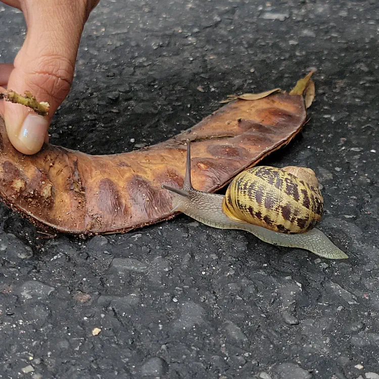 Snail friend on the driveway.