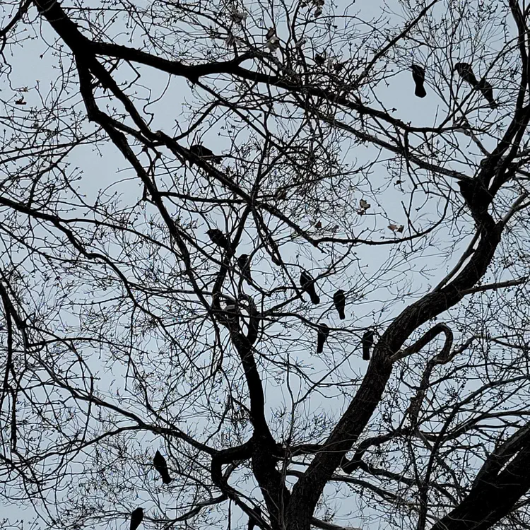 Crows.