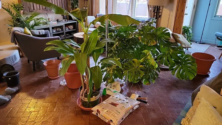 We accidentally bought gigantic plants.