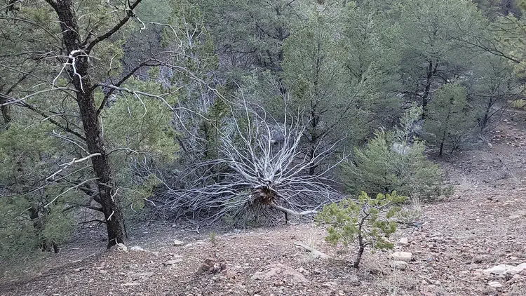 Dead tree.