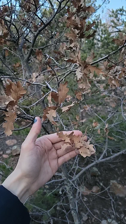 Some kind of oak.