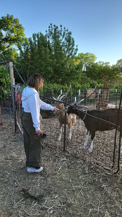 Farm party in Albuquerque — Goats.