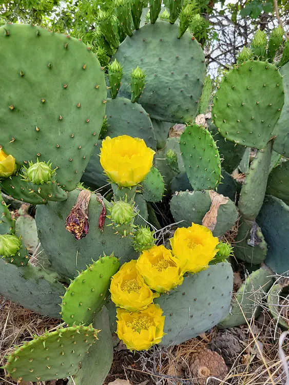 Cactus flowers in Albuquerque.