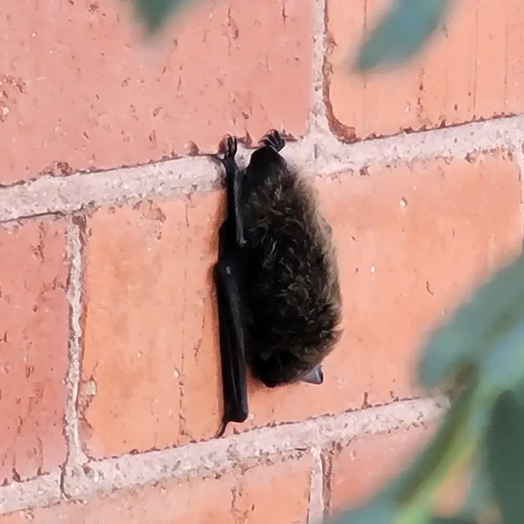 Bat.