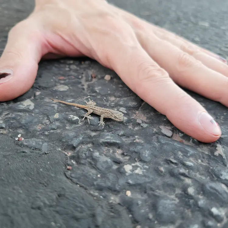 Little lizard friend.