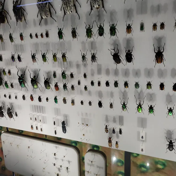 Organized bugs.