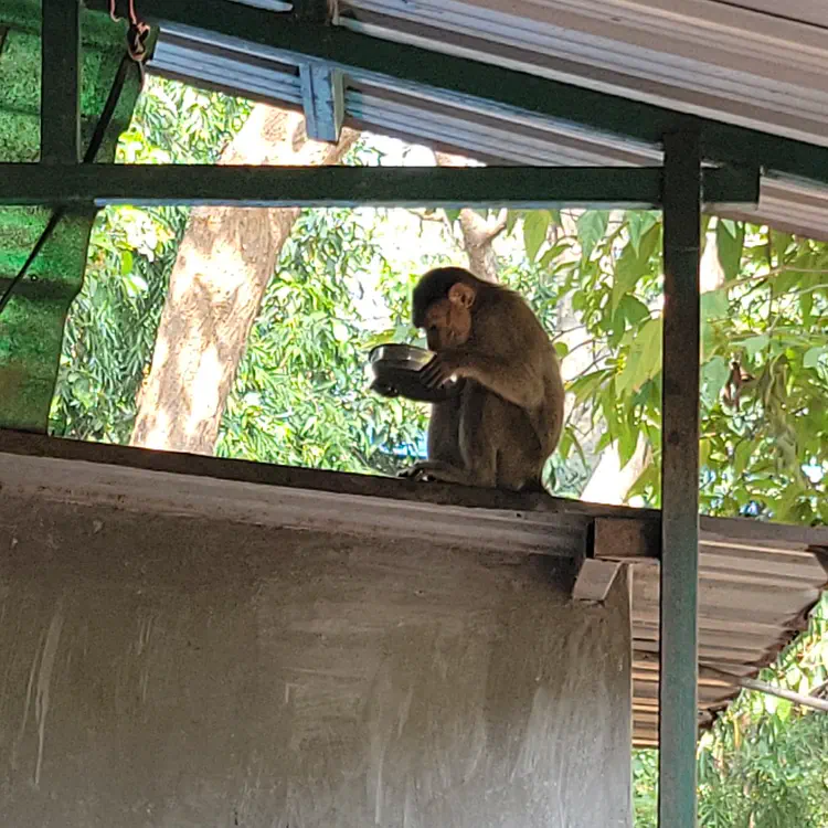 Monkey thief.