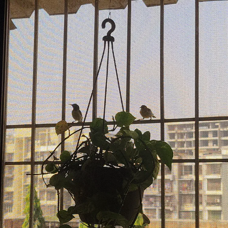 Birds outside the living room window.