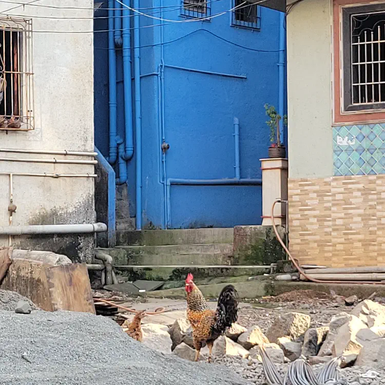 This must be the rooster we hear every morning.