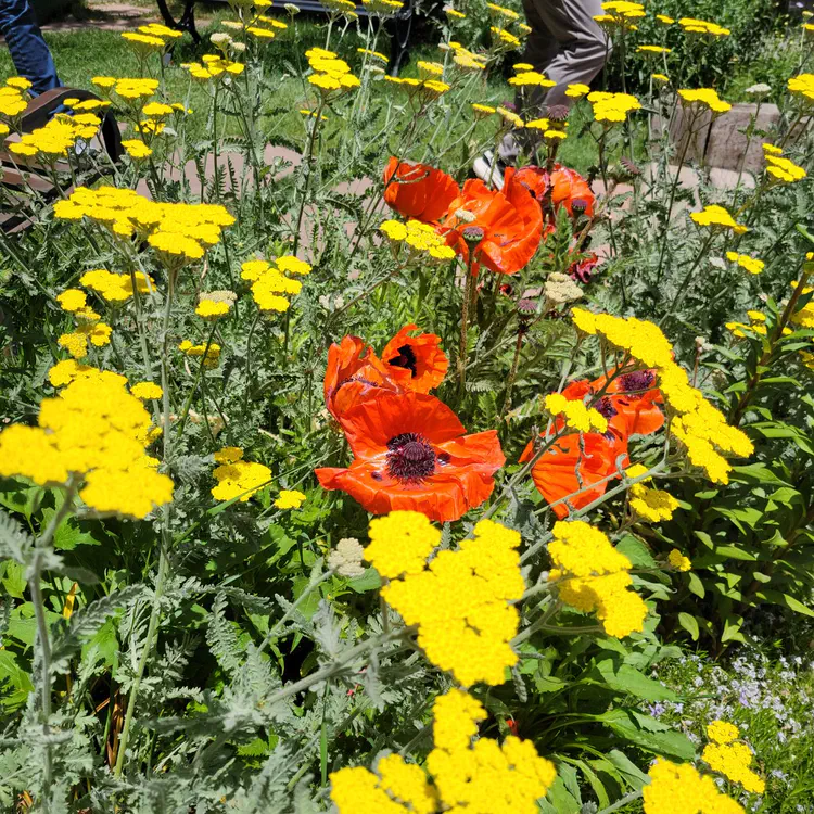 Poppies.