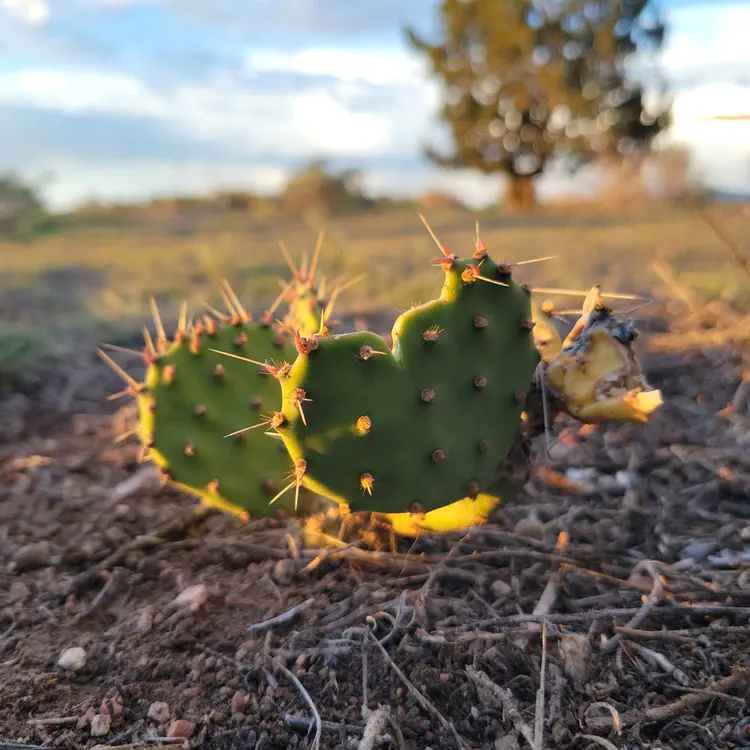 Cactus.