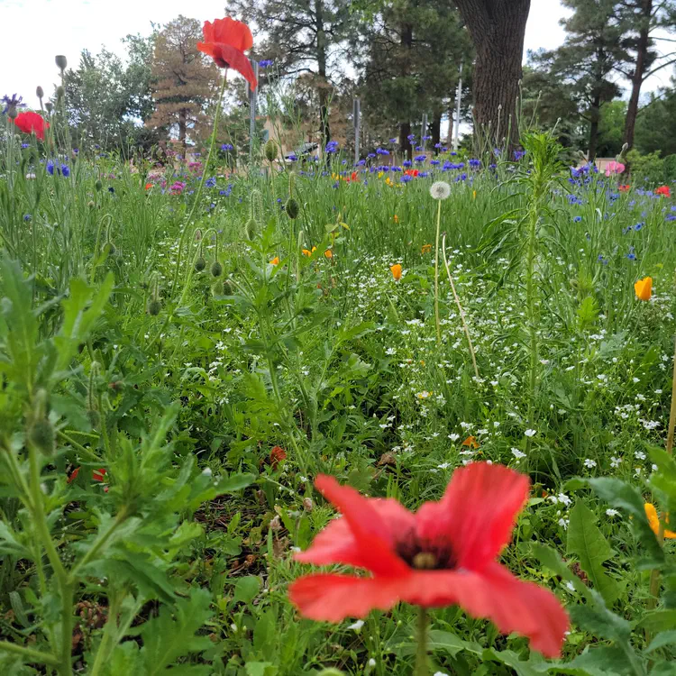 Poppies.