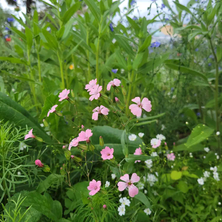 Flowers.