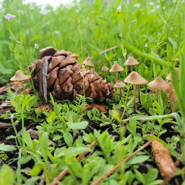 Pine cone and mushrooms.