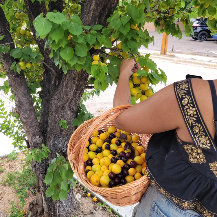 Picking apricots and prunes from neighborhood trees.