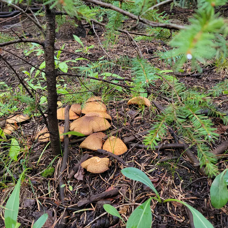 Mushrooms on a different hike.