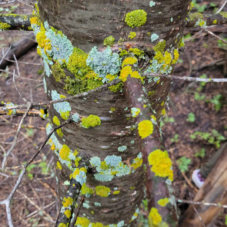 Lichen.