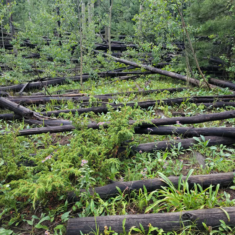 Fallen trunks.