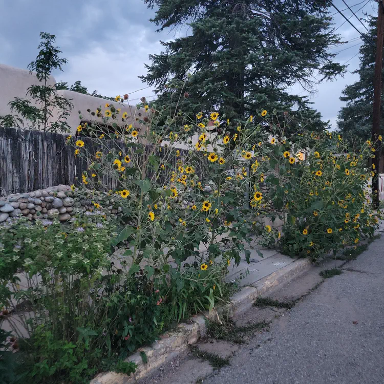 Sunflowers.