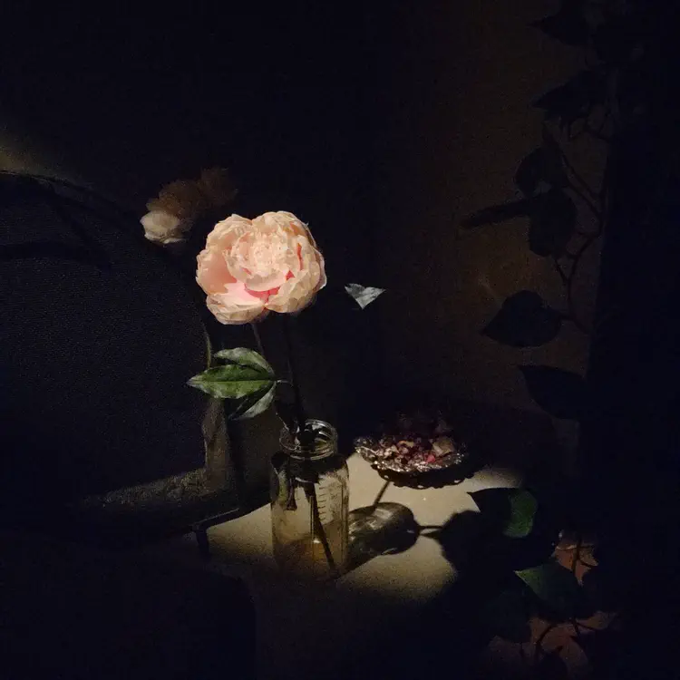 Moon light on peonies.
Actually indoor light on fake peonies.