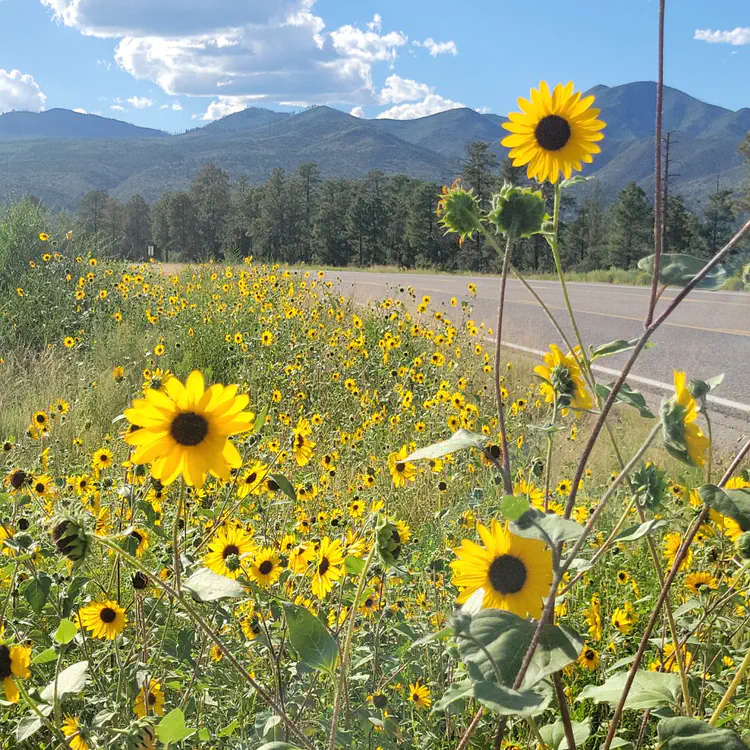 Road side sunflowers.