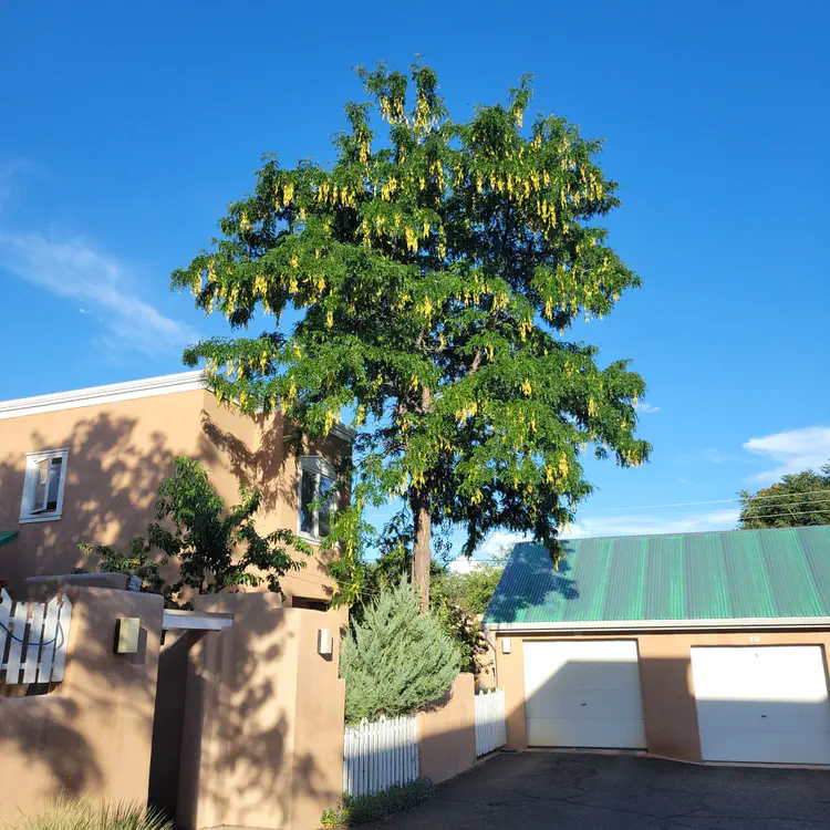 Tree in our backyard.