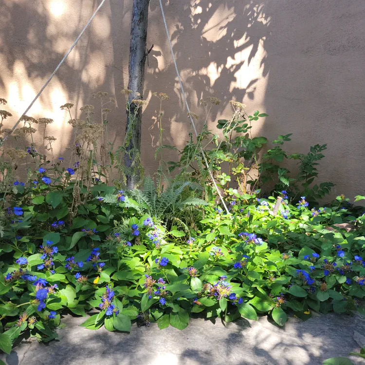 Backyard flowers.