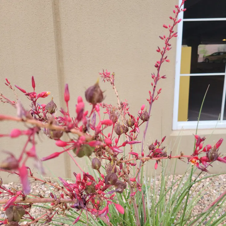 Street flowers.