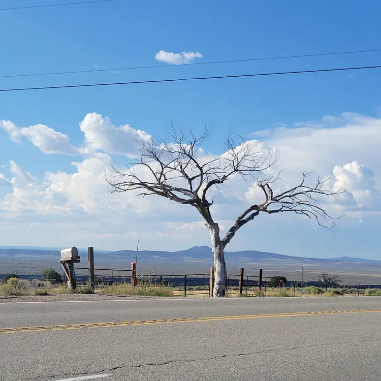 A tree on the road towards Taos.