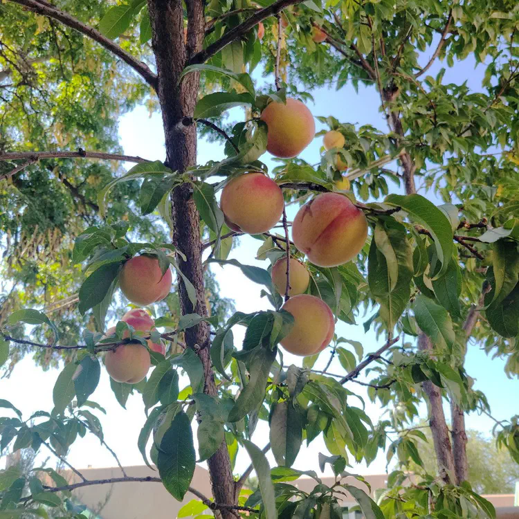 Peaches in our backyard.