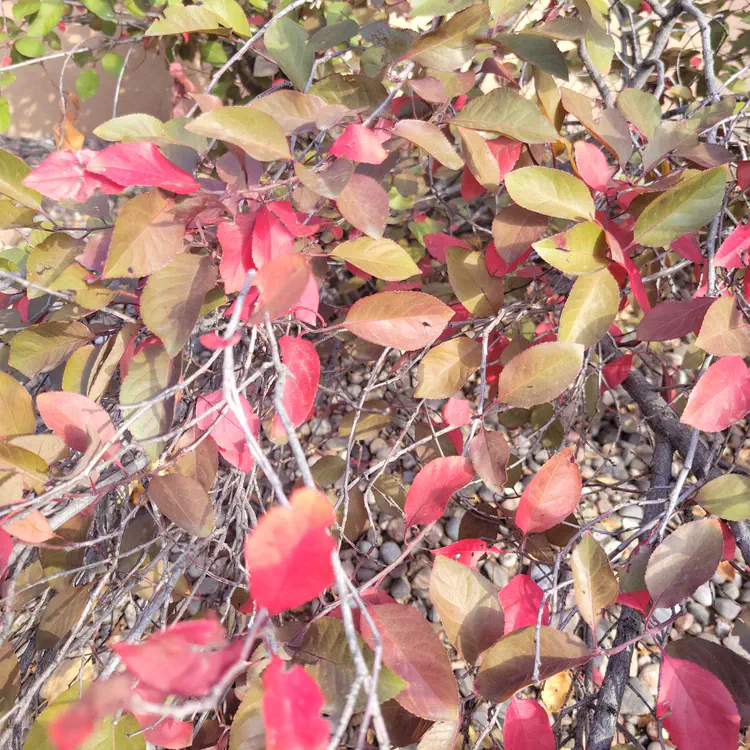 Red leaves.