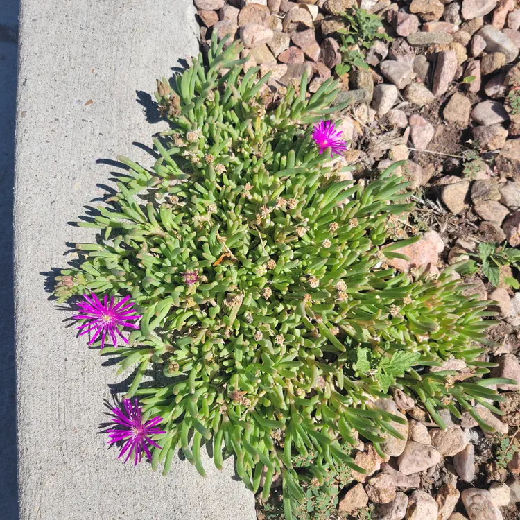 Road side plant.