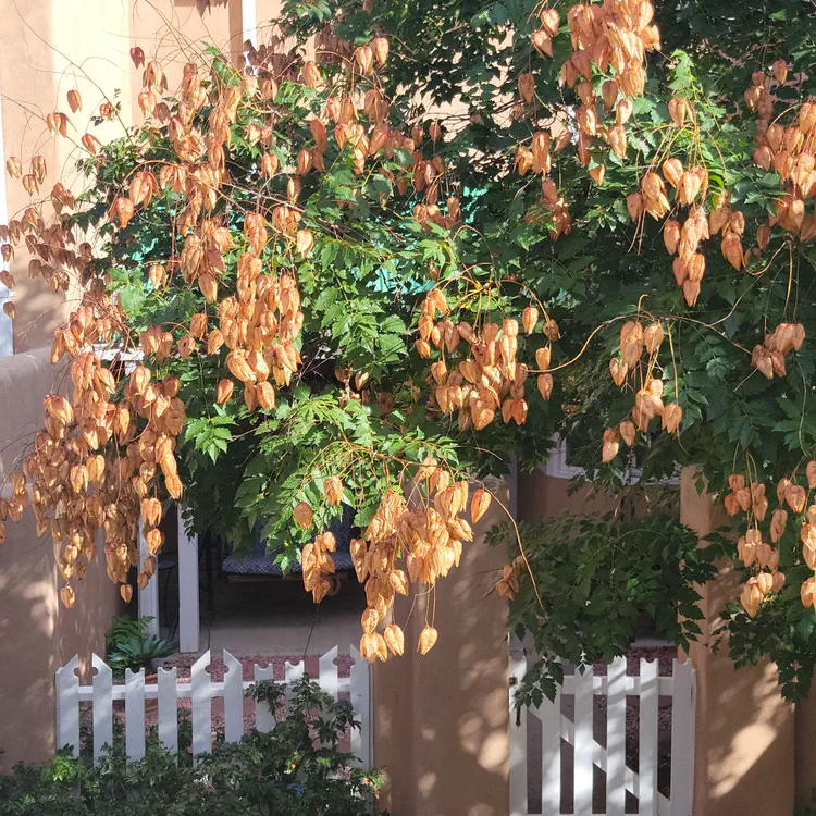 Seed pods.