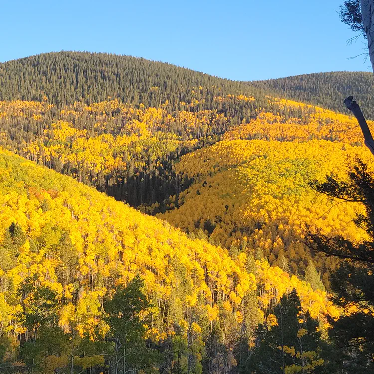 Aspen landscape.