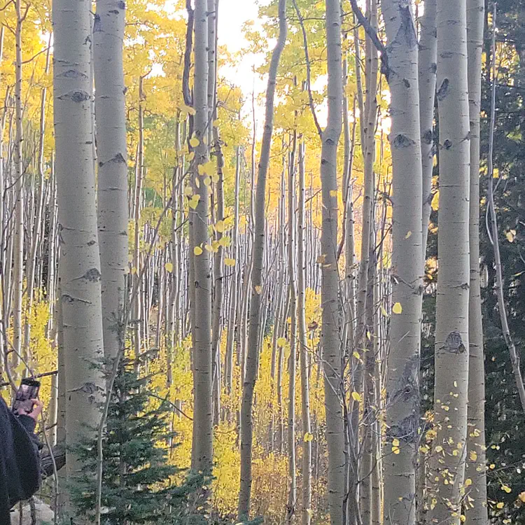 Under the Aspen canopy.