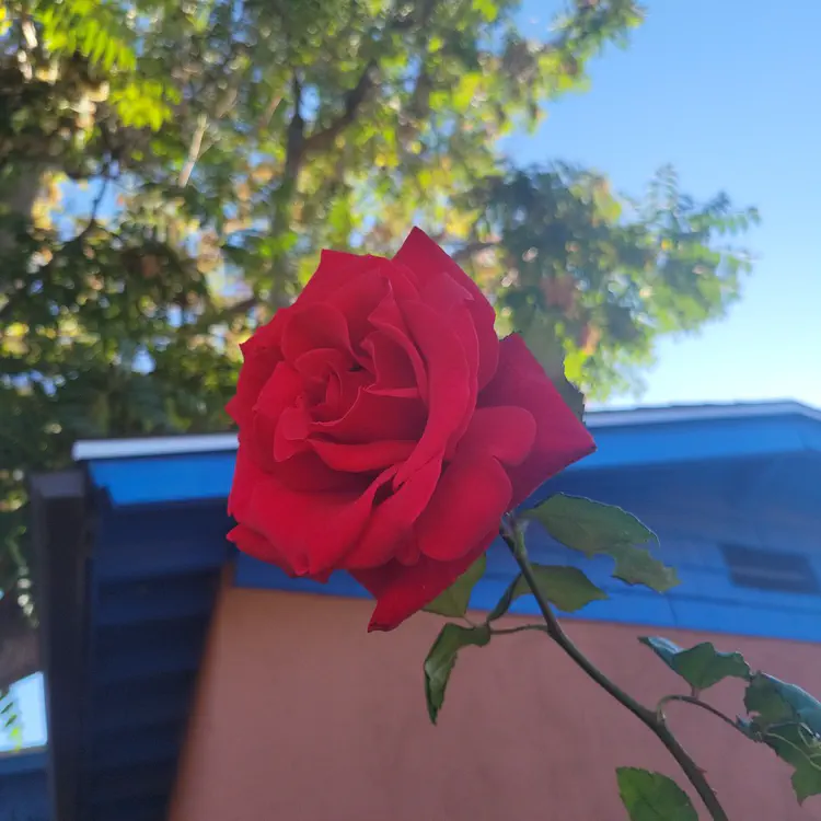 Rose.