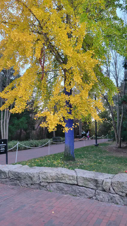 Blue tree.