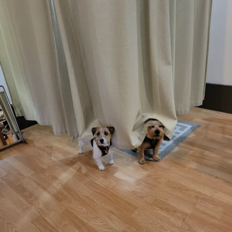 Dogs in a store.