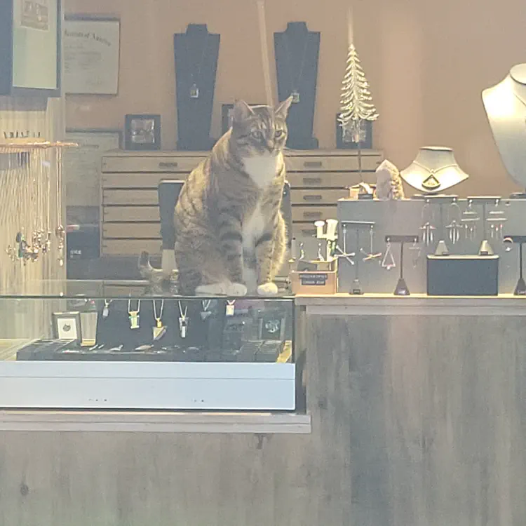 Store cat.