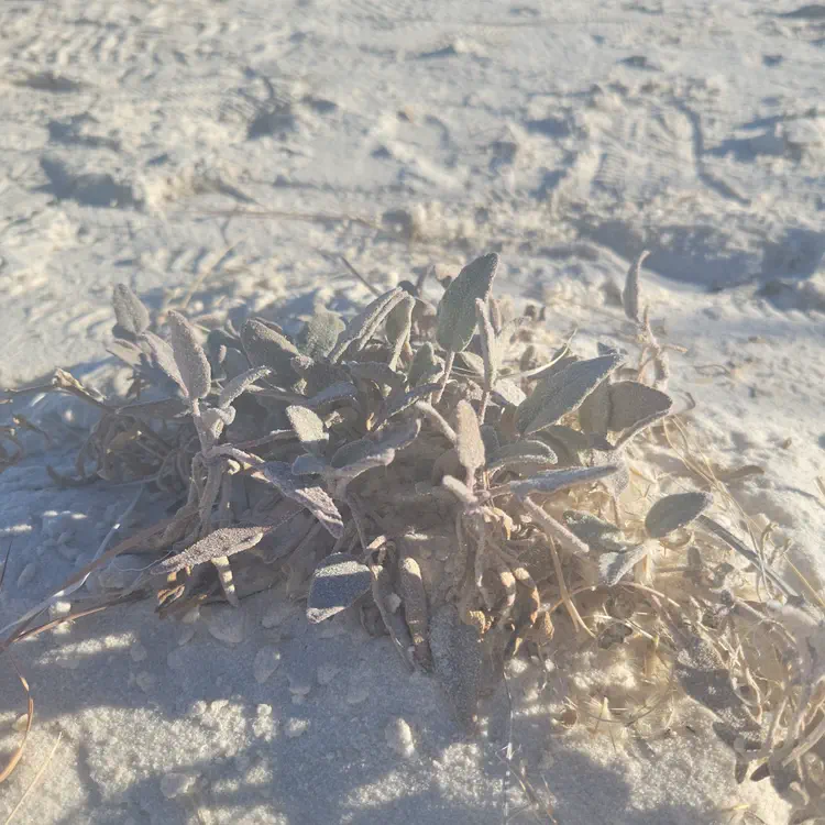 White Sands plant.