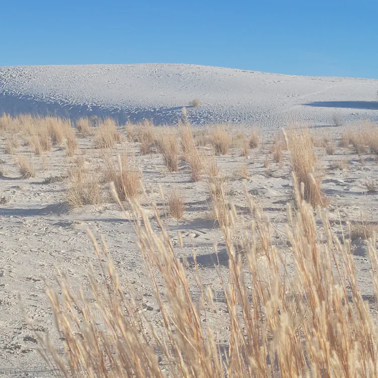 White Sands grass.