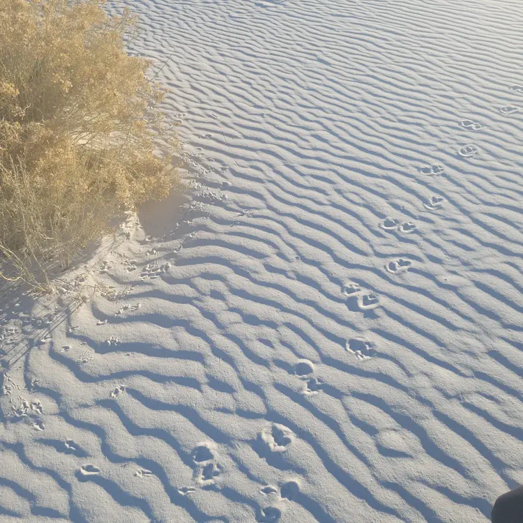 White Sands tracks.