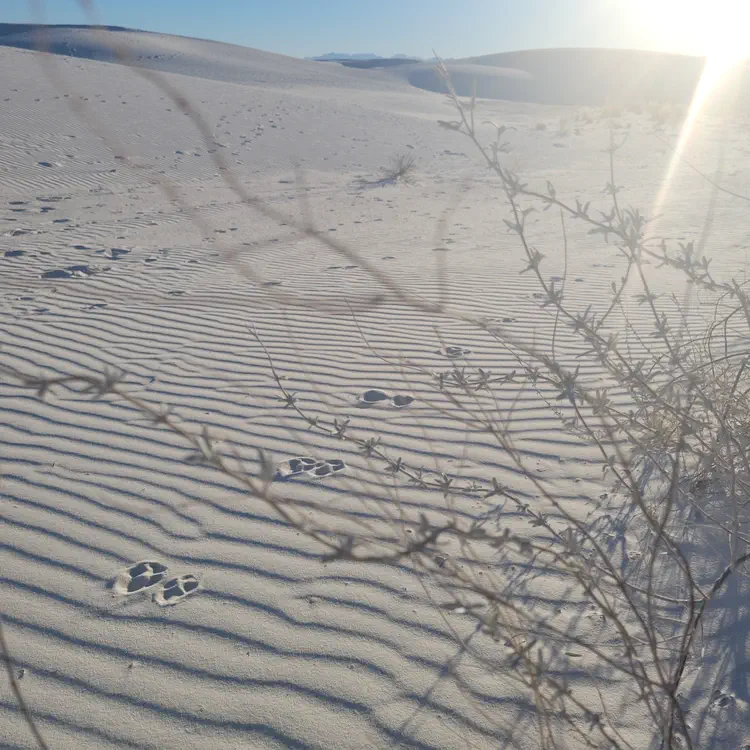 White Sands tracks.