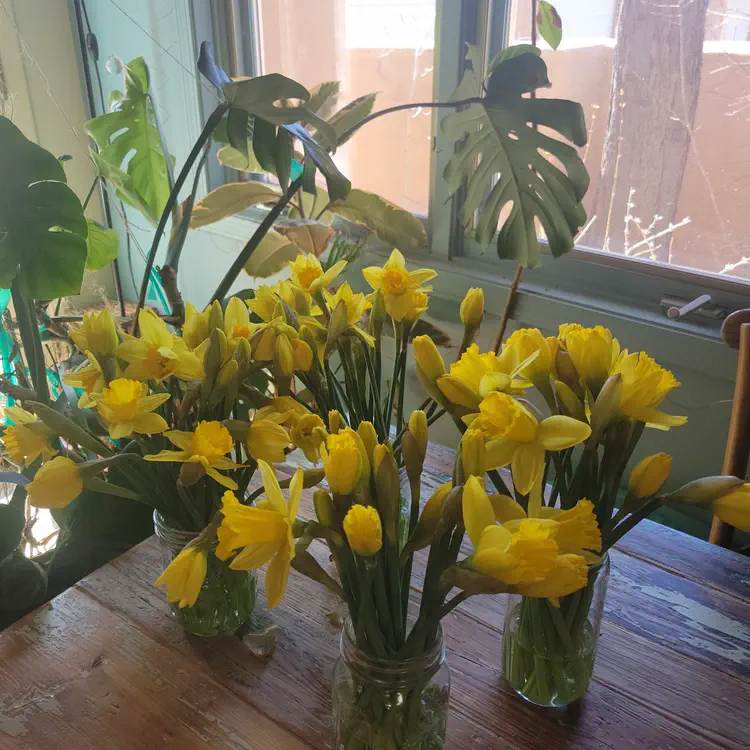 Narcissus