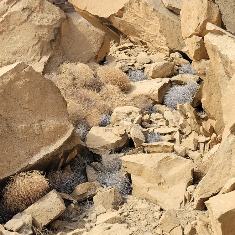 Tumbleweed