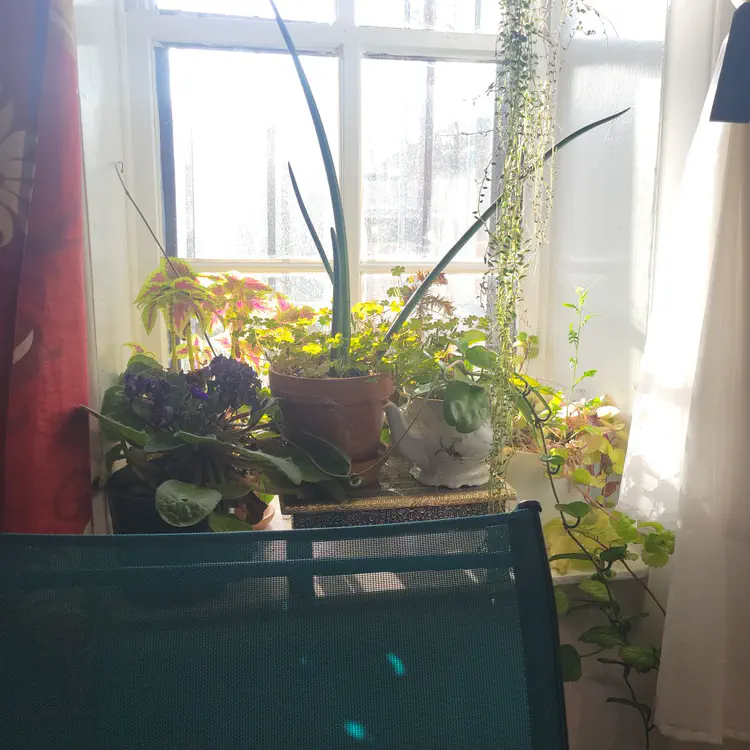 Friends' window plants