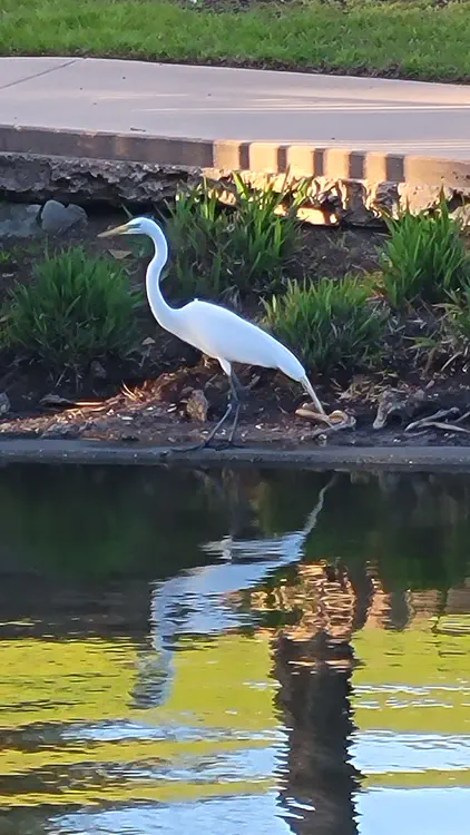 The Woodlands wildlife