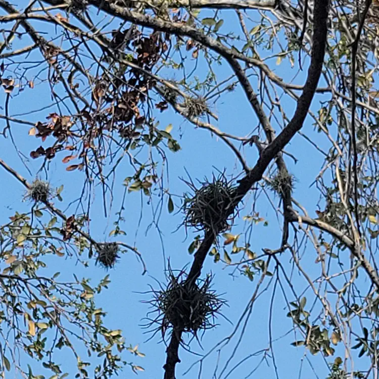 Air plants