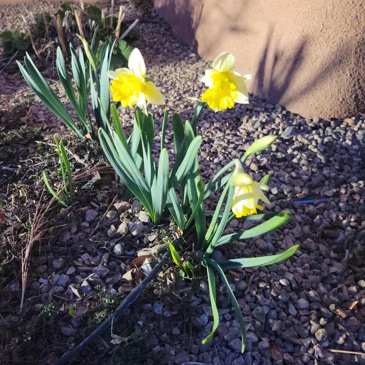 Narcissus